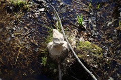 Beaver work