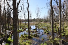 Pond edge
