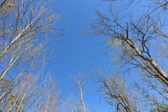 Upward