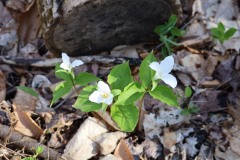 Trillium
