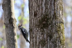 Sapsucker