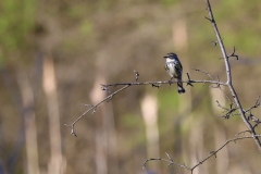 Yellow rumped warbler