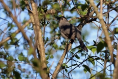 Catbird