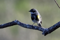 Yellow rump