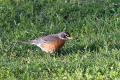 Robin