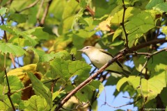 IMG_1239c