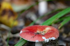 IMG_1262c