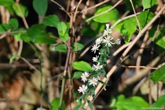 IMG_1268c
