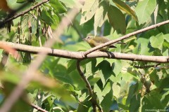 IMG_1272c