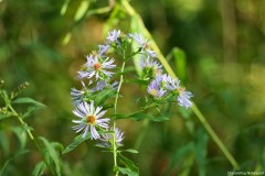IMG_1273c