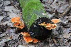 IMG_1280