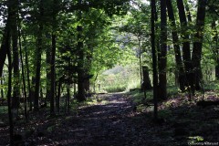 IMG_1285